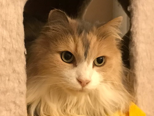 Sugar