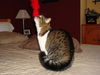 Miss Kitty