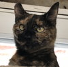 Pippa