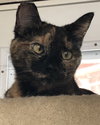 Pippa