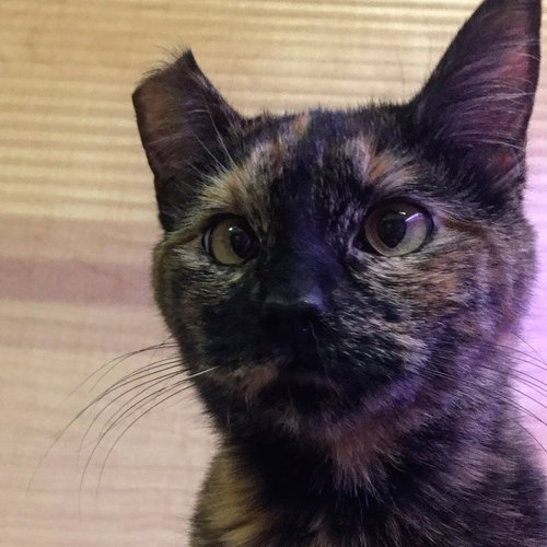 Pippa