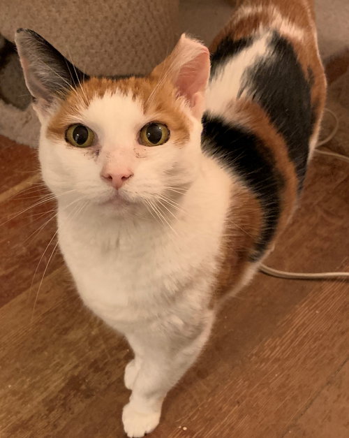 Coco