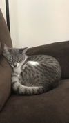 Nova