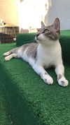 Nova