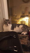 Nova