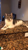 Nova