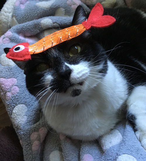 Zozo