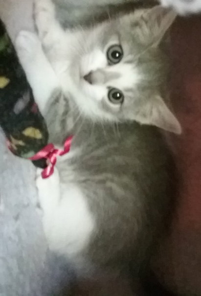 Awhina