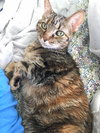 Suzette
