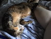 Suzette