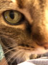 Suzette