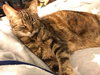 Suzette
