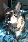 Suzette