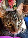 Suzette