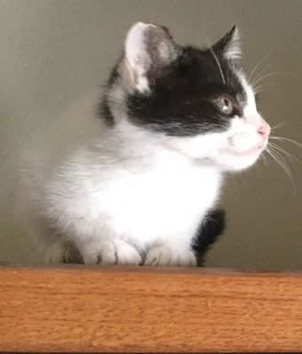 Nora