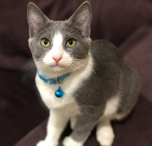 GiGi