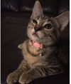 Pepper