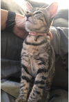 Pepper
