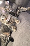 Pepper