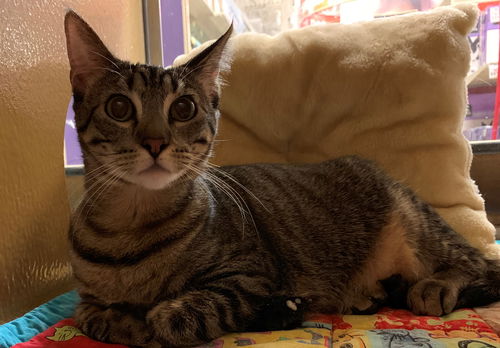 Pepper