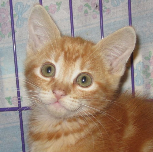 Cheeto