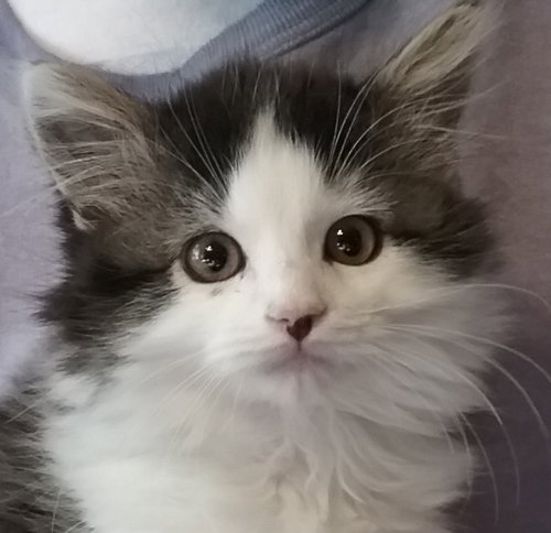 Cobie
