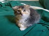 persephone 2