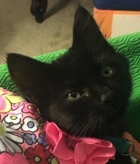 Coal