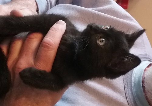 Coco