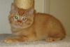 Marmalade