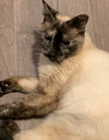 Chloe
