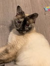 Chloe