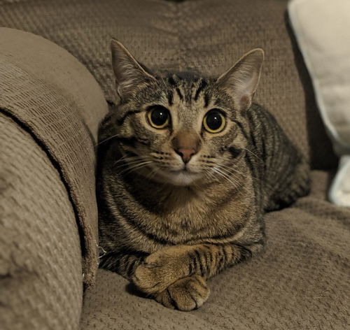 Maya