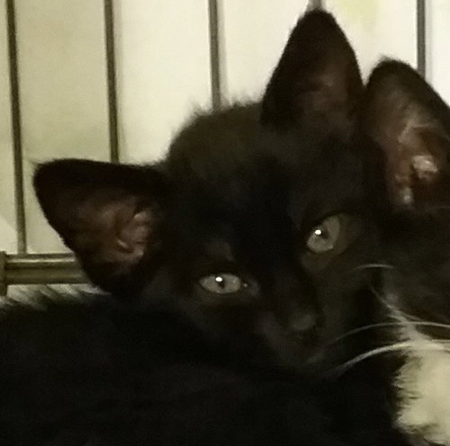 Axel