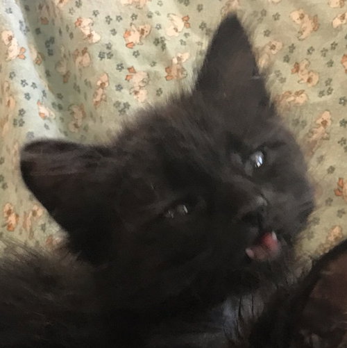 Purry