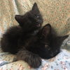 Purry