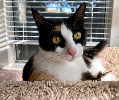 CeCe