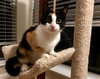 CeCe