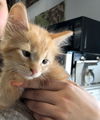 nugget