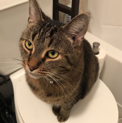 Rosie