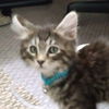 Chubbs