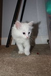 Colby