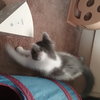 Catie
