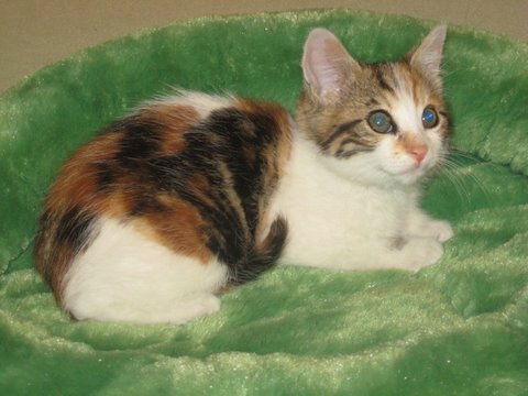 Petula