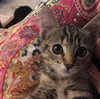 Cleo