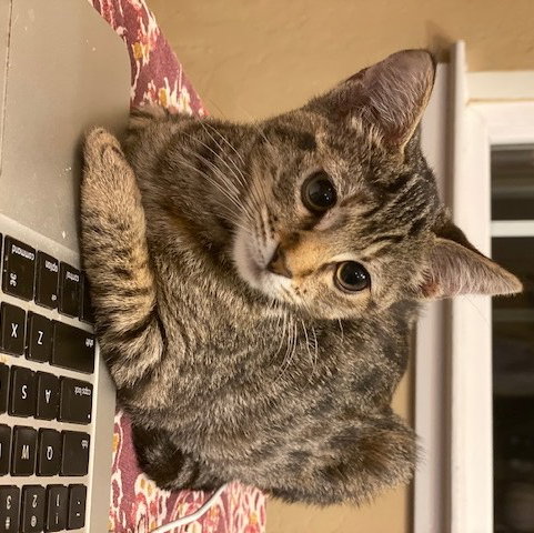 Cleo