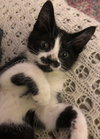 charlie