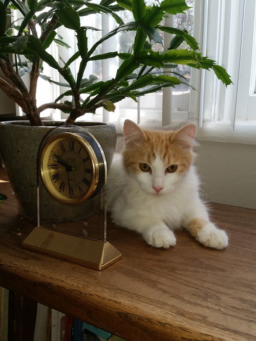 Rolly