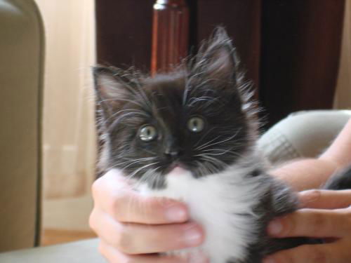Rocky