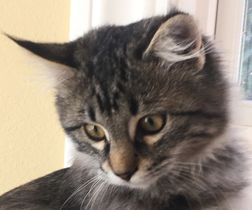 Rosie